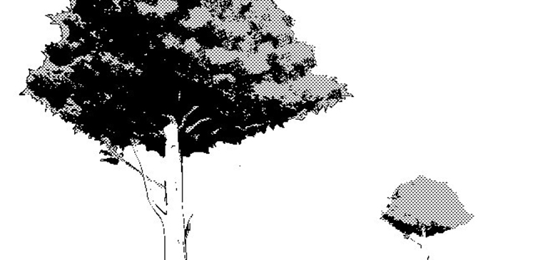 木の描き方 マンガコース アートスクール大阪 ブログ