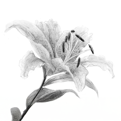 iPadデジタルデッサン講座イメージ